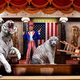 Illustration for article titled 4 Senators Mauled During Congressional Tiger Show